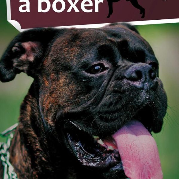 A BOXER - 1X1 KALAUZ