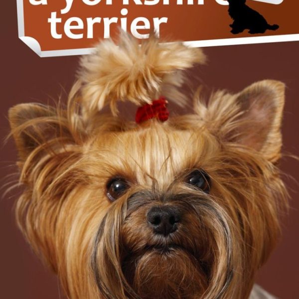 A YORKSHIRE TERRIER - 1X1 KALAUZ