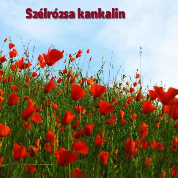 SZÉLRÓZSA KANKALIN
