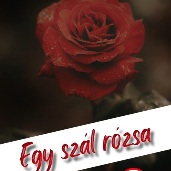 EGY SZÁL RÓZSA