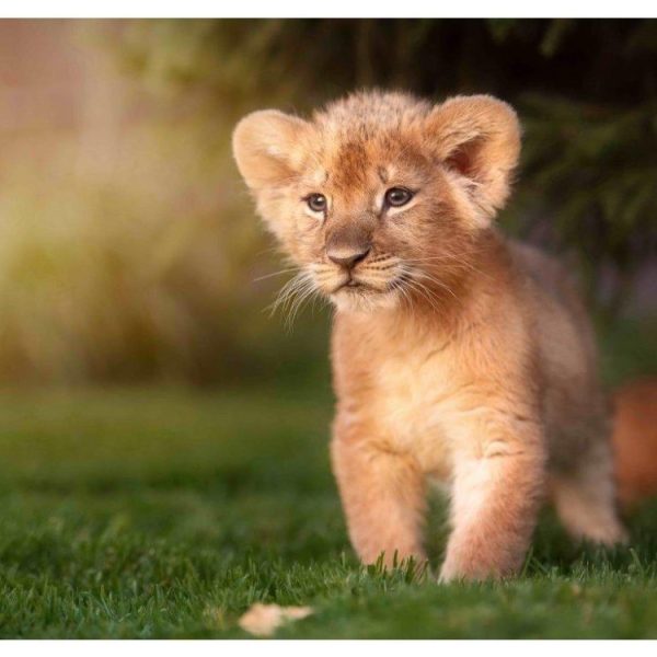 LION PRINCE