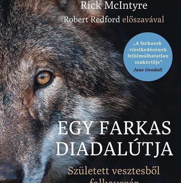 EGY FARKAS DIADALÚTJA  SZÜLETETT VESZTESBŐL FALKAVEZÉR