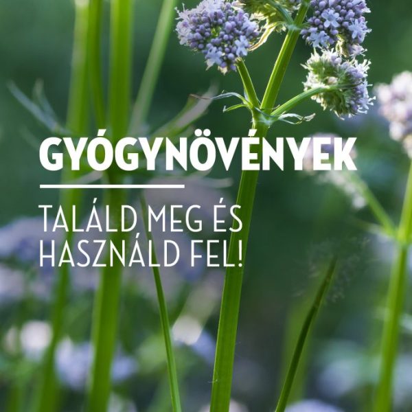 GYÓGYNÖVÉNYEK  - TALÁLD MEG ÉS HASZNÁLD FEL!