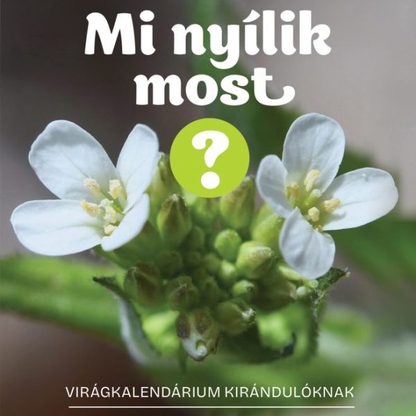 MI NYÍLIK MOST? - KORA TAVASZ (VIRÁGKALENDÁRIUM KIRÁNDULÓKNAK)