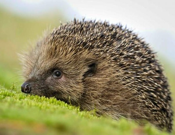 SÜNI 3D KÉPESLAP 148X105MM B