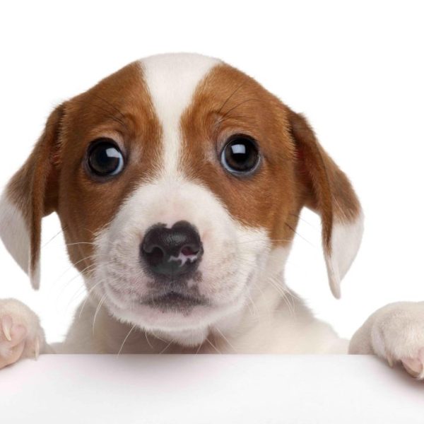 JACK RUSSEL 3D KÉPESLAP