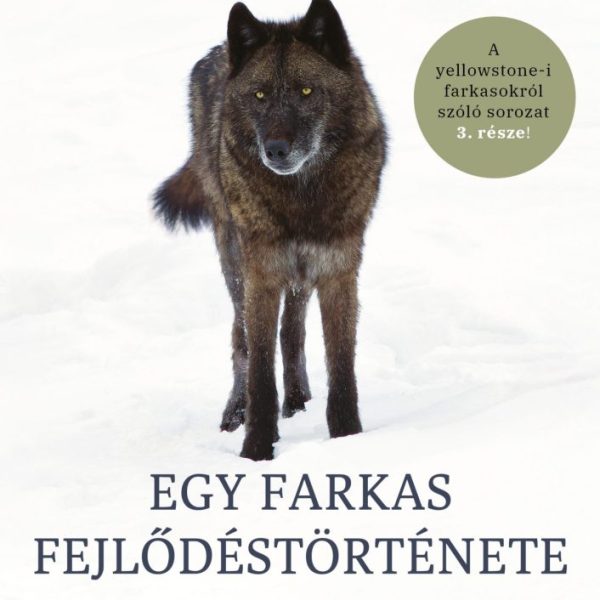 EGY FARKAS FEJLŐDÉSTÖRTÉNETE  RENEGÁTBÓL A YELLOWSTONE ALFA-HÍMJE
