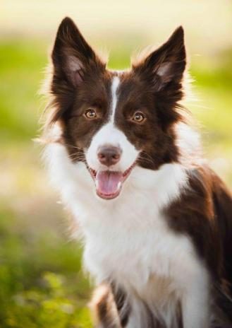 COLLIE 3D KÉPESLAP 105 X 148 MM B