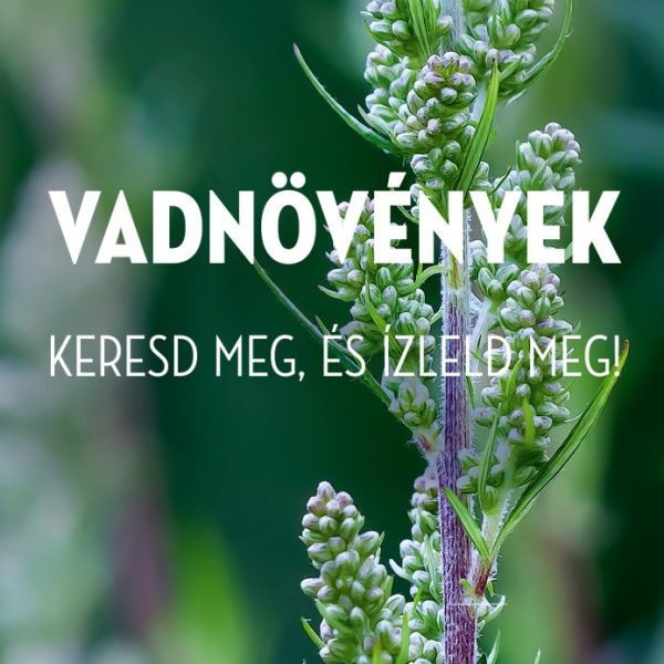 VADNÖVÉNYEK - KERESD MEG, ÉS ÍZLELD MEG!