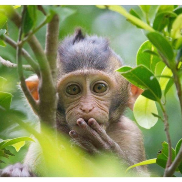 PARDON ME (SMALL APE)