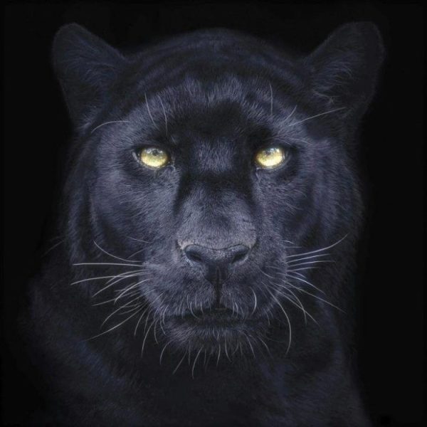 PANTHER SELFIE SQUARE