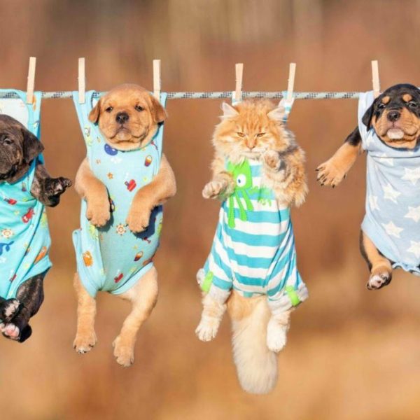 GREAT LAUNDRY 3D KÉPESLAP