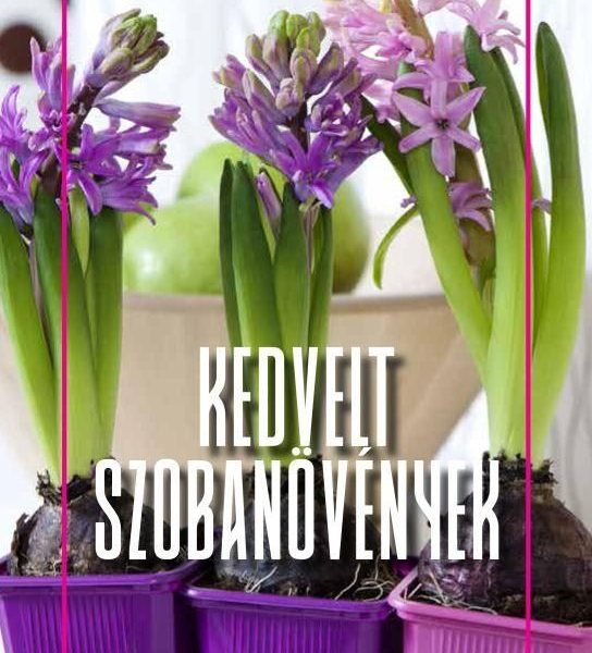 KEDVELT SZOBANÖVÉNYEK