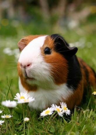 TENGERIMALAC 3D KÉPESLAP  105 X 148 MM B