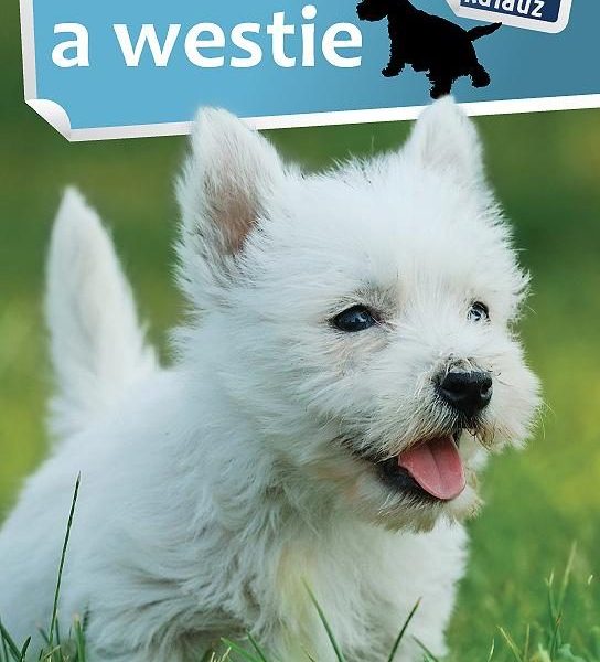 A WESTIE - 1X1 KALAUZ