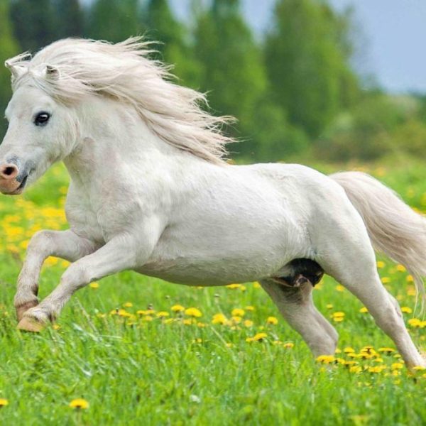 SHETLAND PONY 3D KÉPESLAP