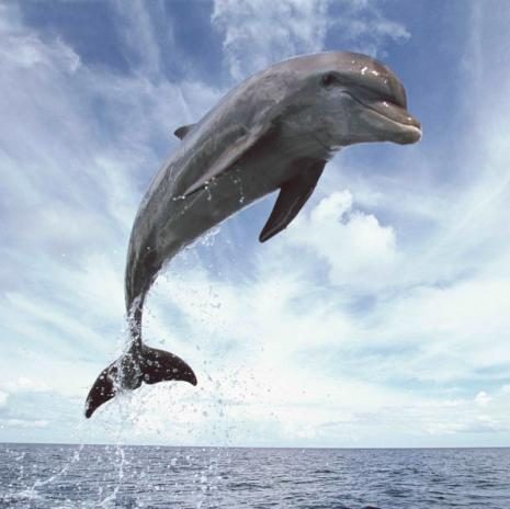 DELFIN 3D HŰTŐMÁGNES 75 X 75 MM M