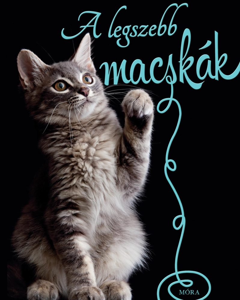 A LEGSZEBB MACSKÁK