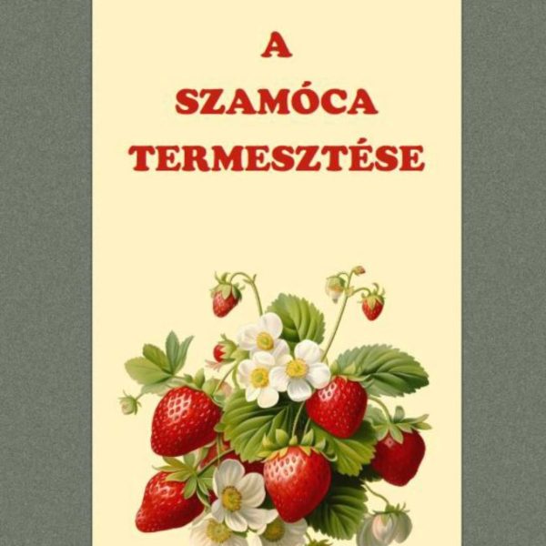A SZAMÓCA TERMESZTÉSE