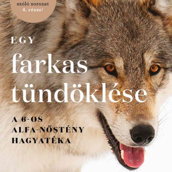 EGY FARKAS TÜNDÖKLÉSE  A 6-OS ALFA-NŐSTÉNY HAGYATÉKA